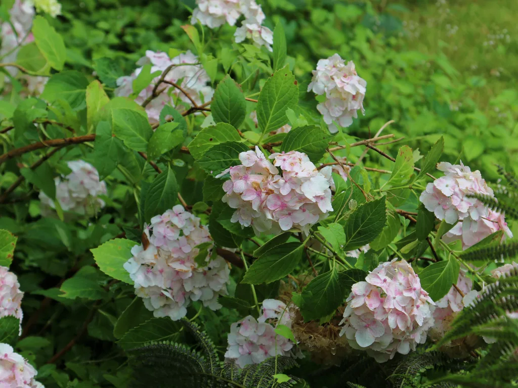 Blühende Hortensie mit weiß-rosa Blütendolden.