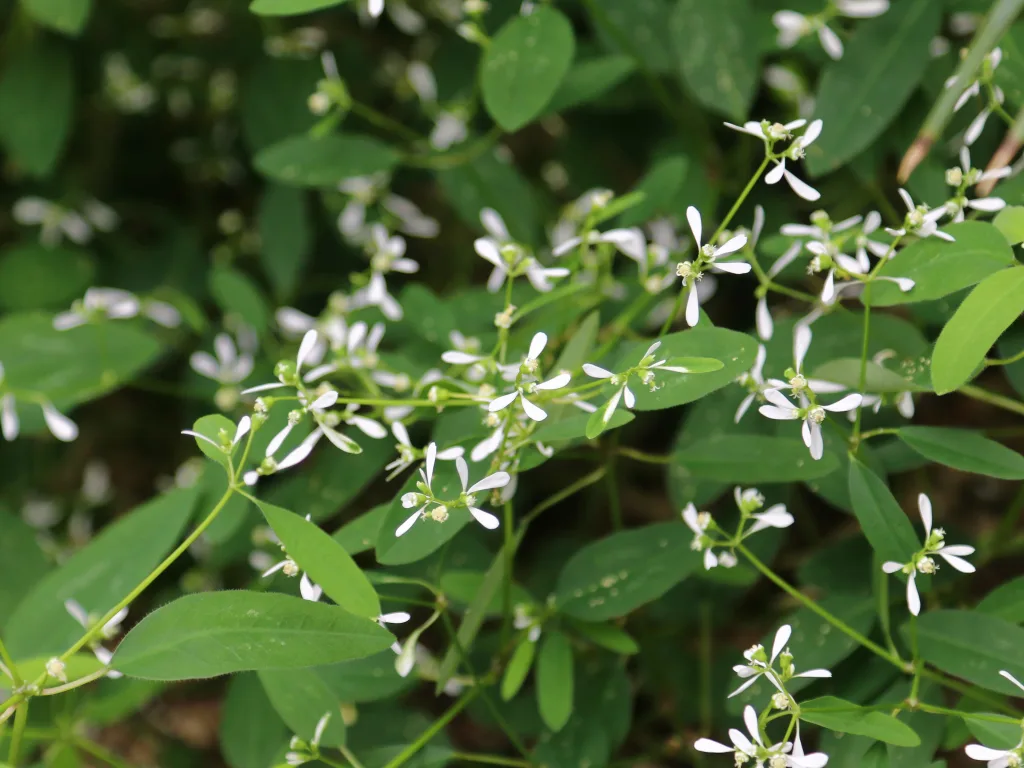 Kleine weiße Blüten an einem verzweigten Zierstrauch.