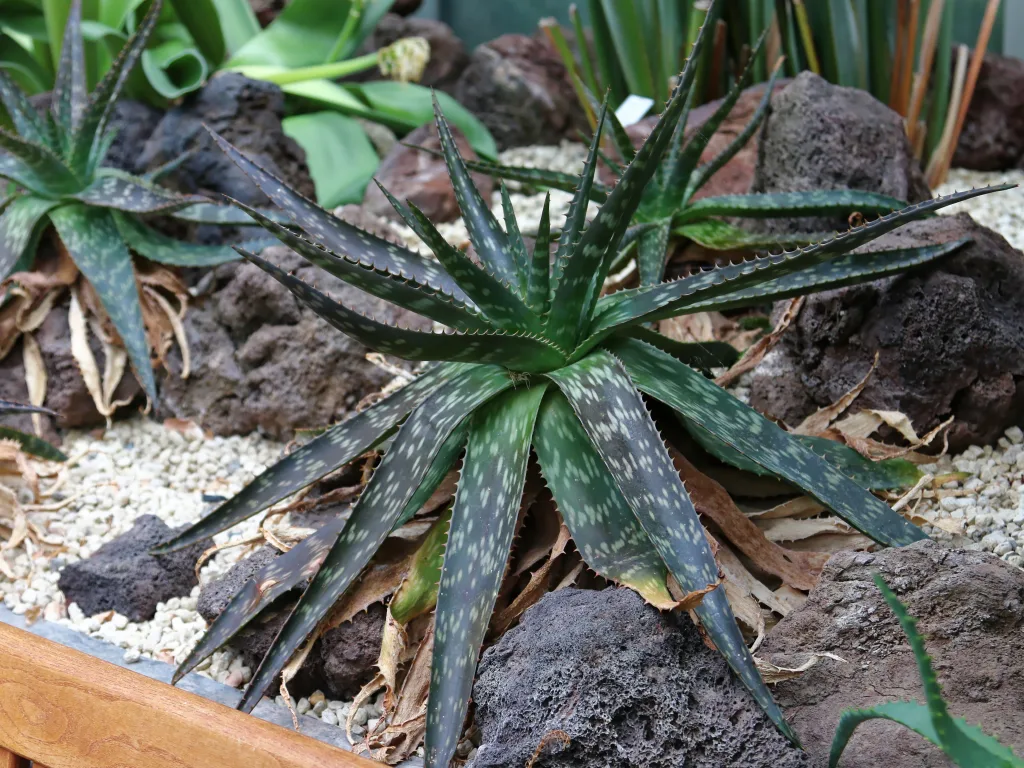 Aloe-Rosette zwischen Lavagestein im Steingarten.