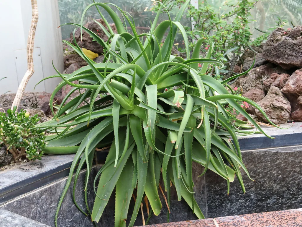 Grasartige Pflanze mit schmalen Blättern am Beetrand.