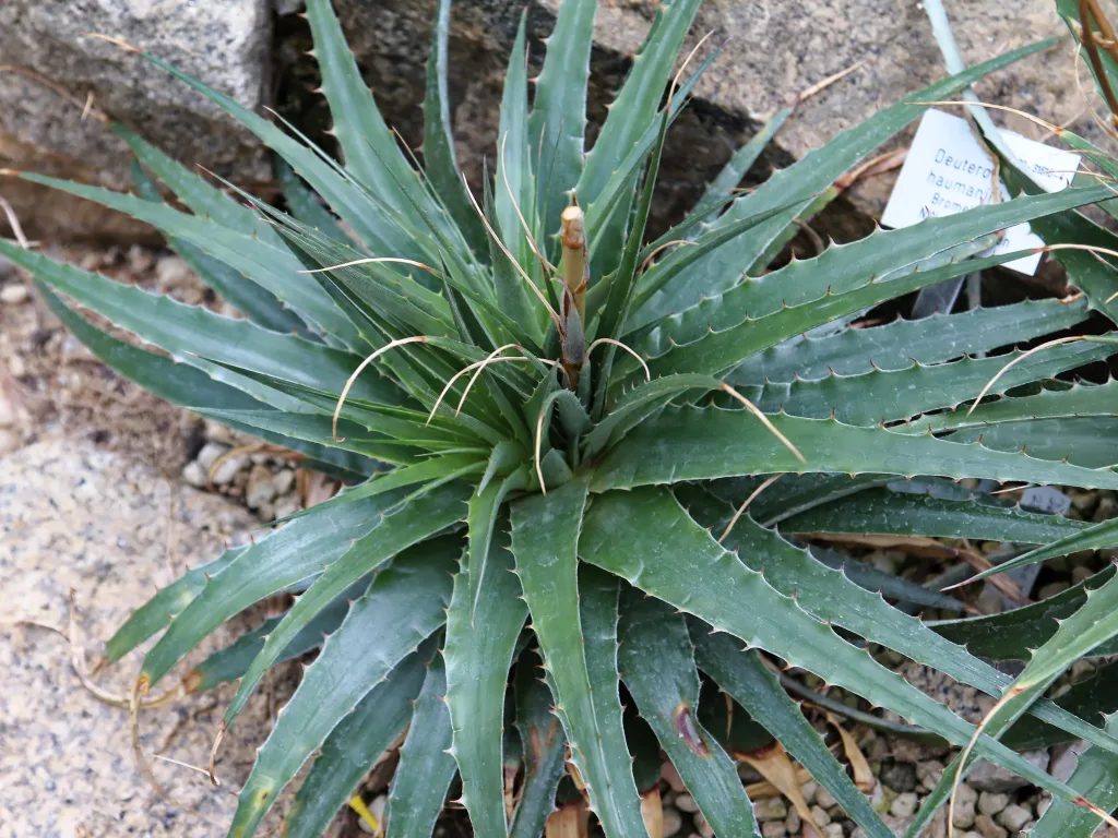 Große Agavenrosette im Steingarten.