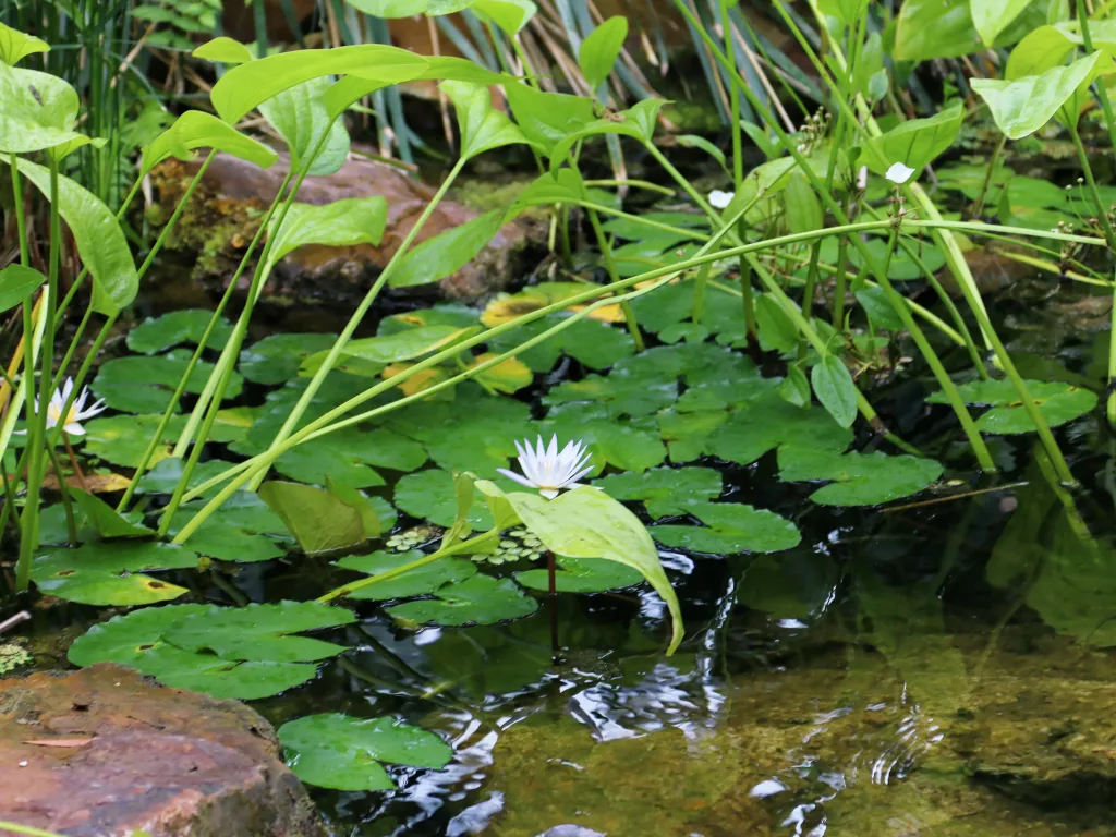 Seerosenteich mit weißer Blüte unter Grünpflanzen.
