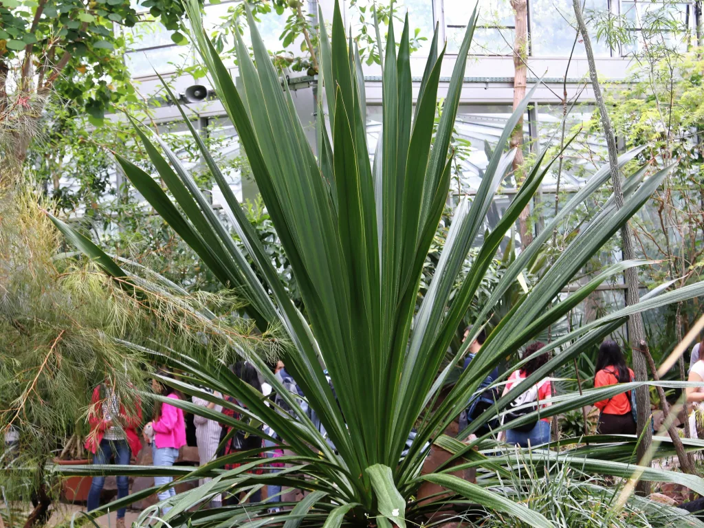 Große Yucca im Gewächshaus, dahinter Besucher auf dem Weg.