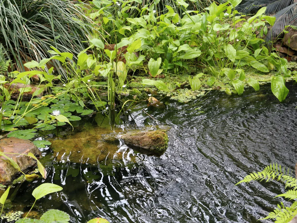 Kleiner Wasserlauf zwischen Sumpfpflanzen im Gewächshaus.