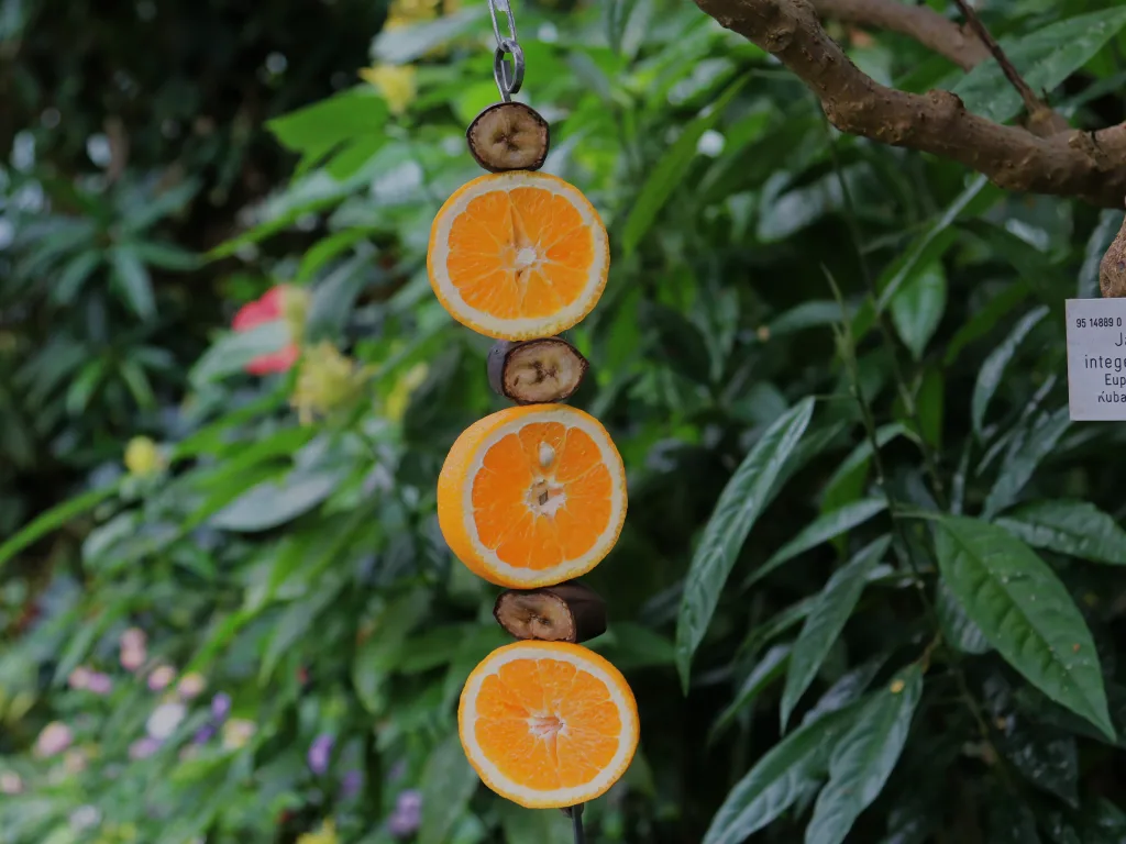 Getrocknete Orangenscheiben hängen als Schmuck an einer Schnur.