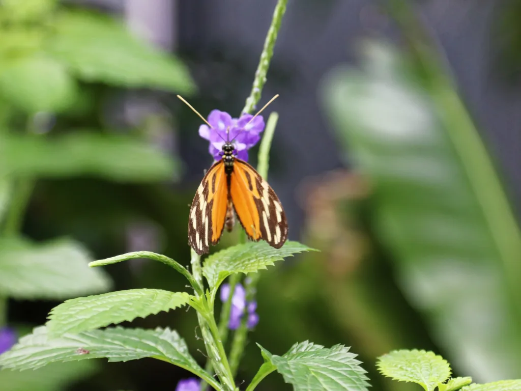 Orange gestreifter Schmetterling sitzt auf einer violetten Blüte.