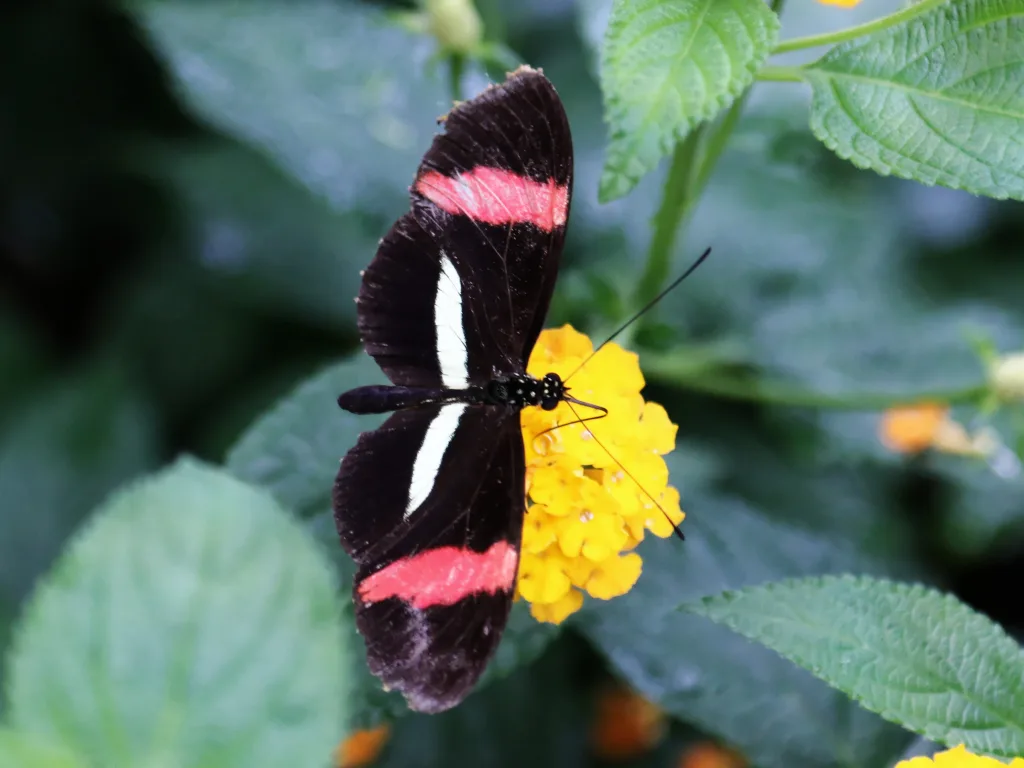 Schwarz-roter Schmetterling saugt an einer gelben Blüte.