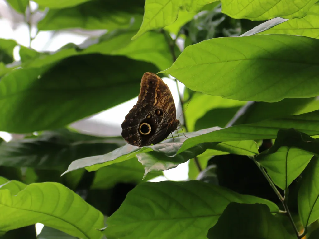 Brauner Schmetterling ruht auf einem großen Blatt.