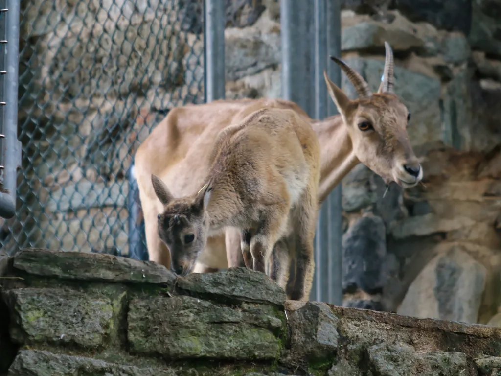Steinbock klettert im Gehege über eine Mauer.