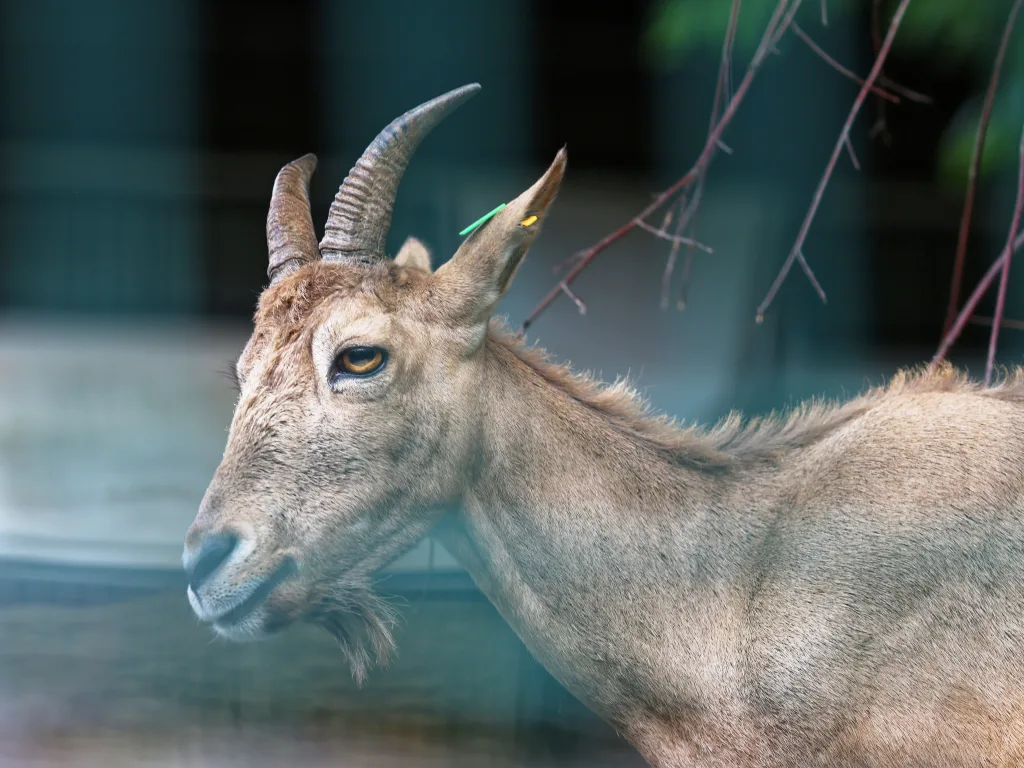 Steinbock im Profil vor der Felskulisse des Geheges.