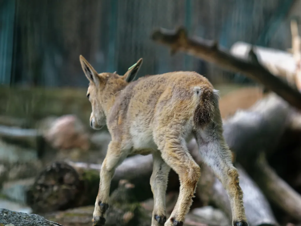Junger Steinbock läuft über den Felsen.
