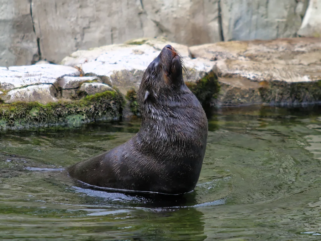 Seebär reckt sich im Wasser aus dem Becken.