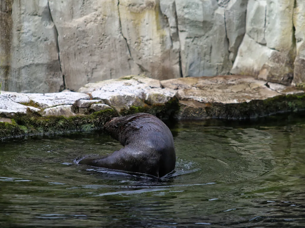 Seebär schwimmt im Becken vor der Felswand.