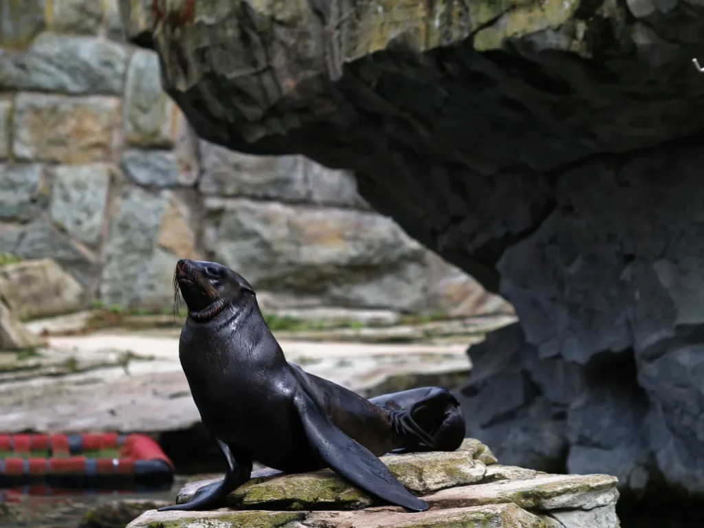 Seebär sitzt aufgerichtet unter dem Felsvorsprung.