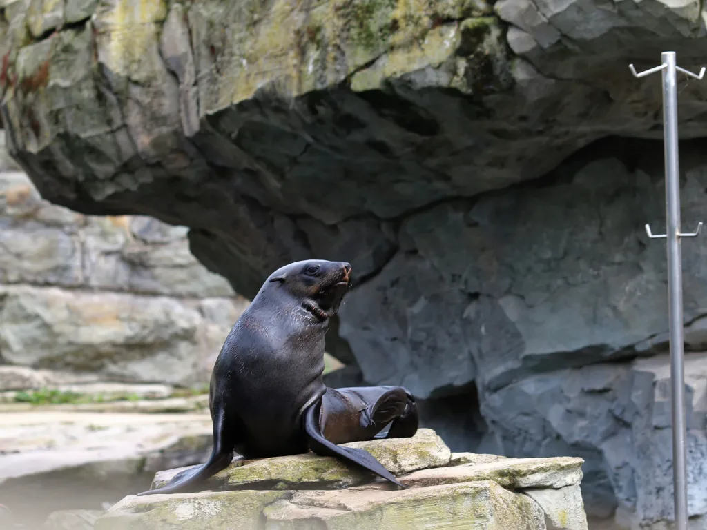 Zwei Seebären ruhen auf dem Felsen am Wasser.