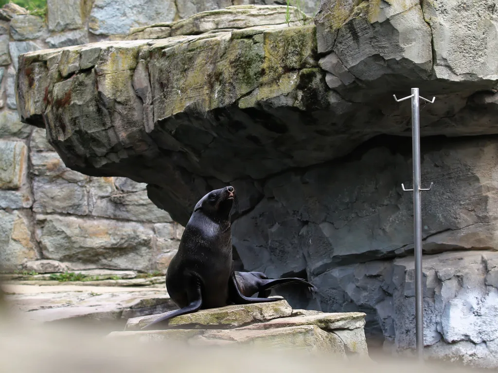Seebär auf dem Felsen vor der hohen Felswand.