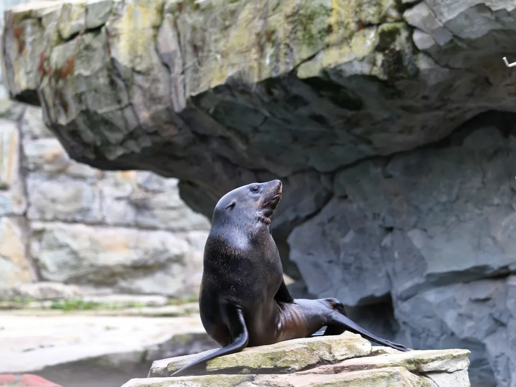 Seebär reckt den Kopf, ein zweiter liegt daneben.