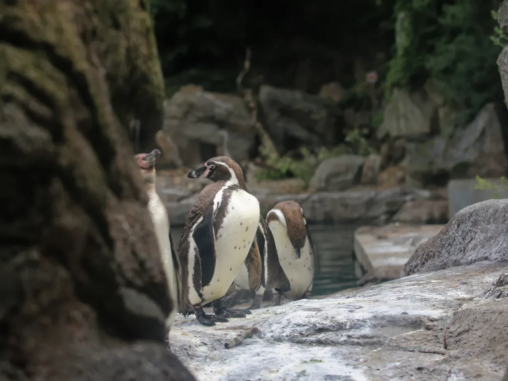 Humboldtpinguine stehen auf dem Felsen ihres Geheges.