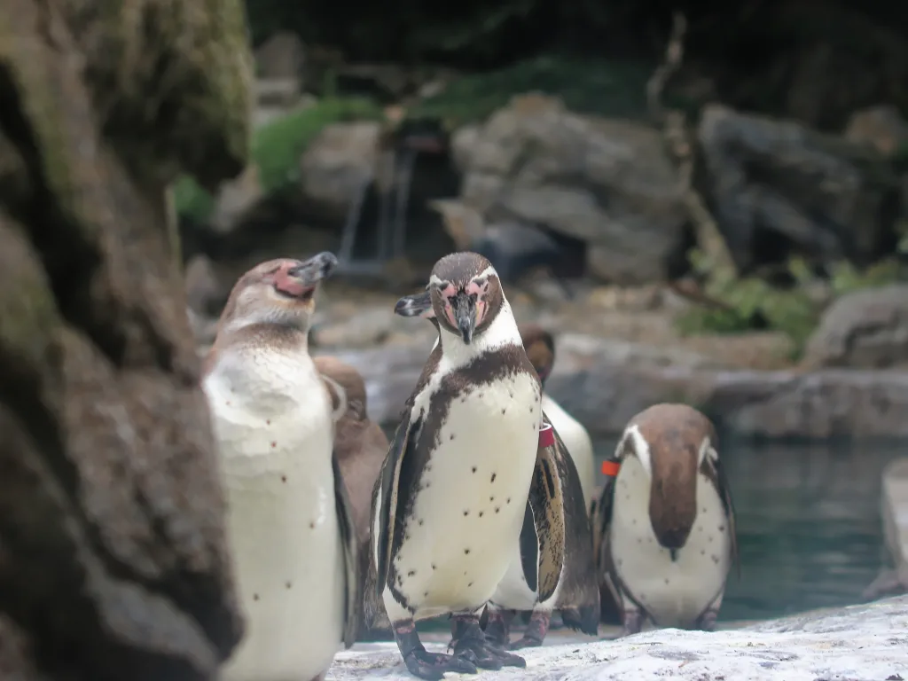 Pinguine stehen am Wasser vor einem kleinen Wasserfall.
