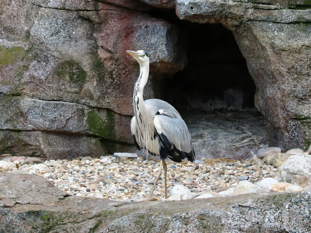 Graureiher steht vor einer Felshöhle im Gehege.