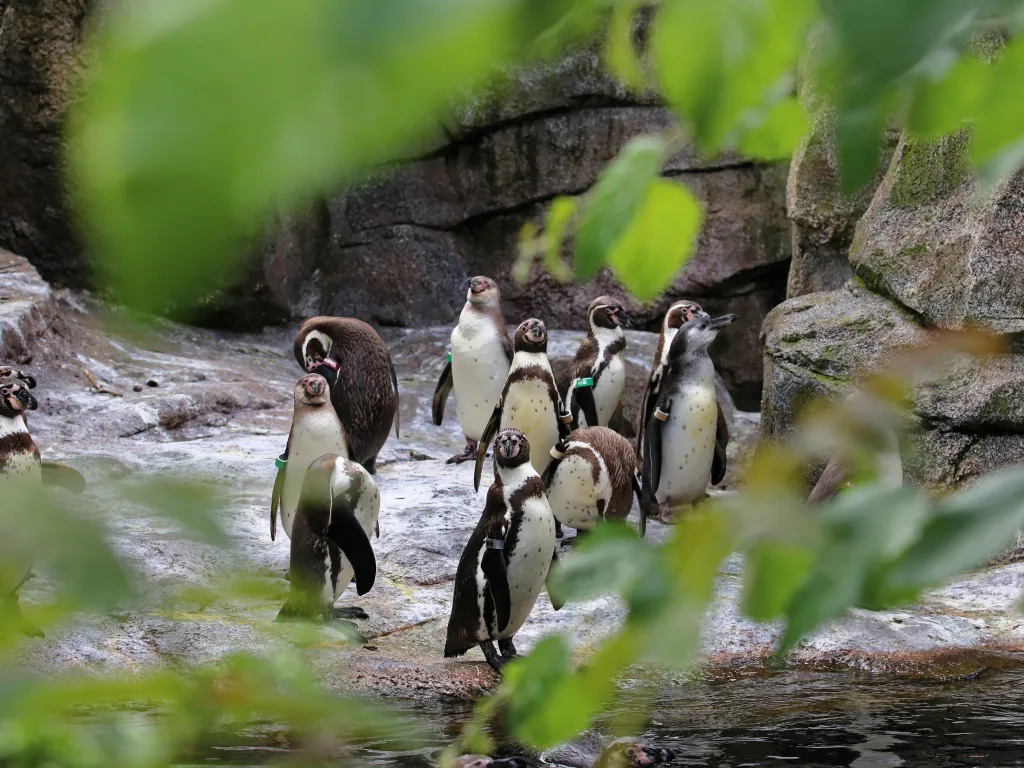 Pinguingruppe am Ufer, im Vordergrund unscharfe Blätter.