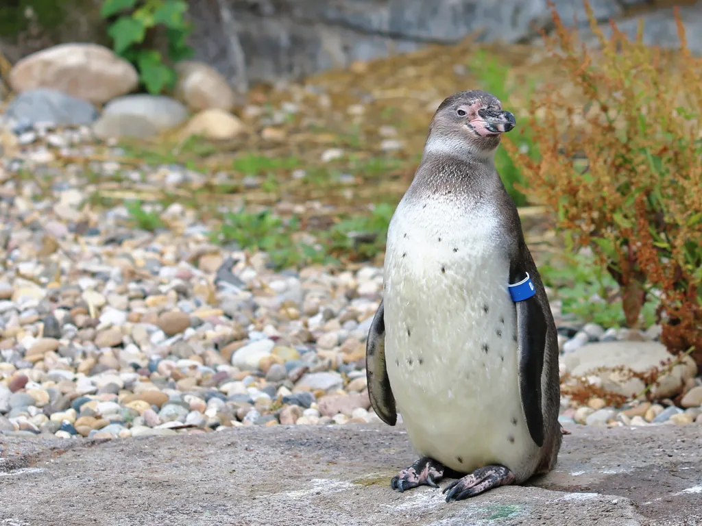 Einzelner Pinguin steht auf dem Kiesboden.
