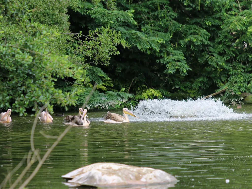 Pelikane schwimmen auf einem Teich im Park.