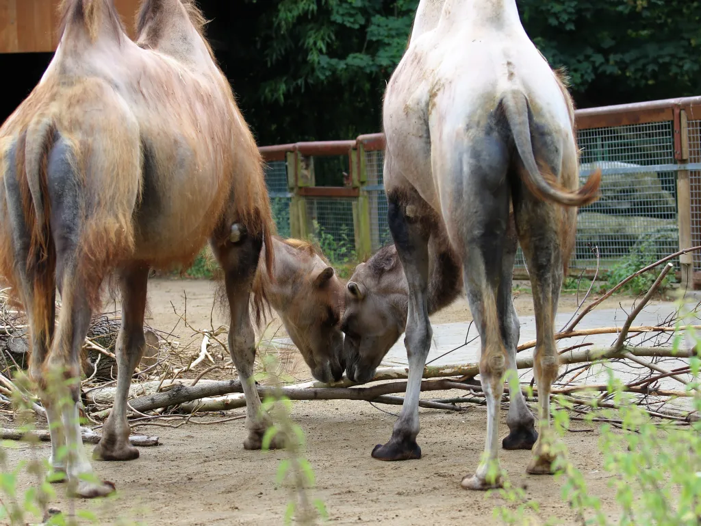 Junge Kamele stehen zwischen den Beinen der ausgewachsenen Tiere.