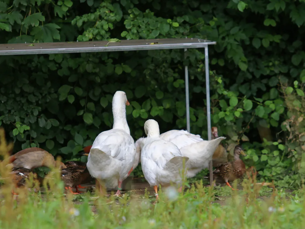 Hausgänse auf einer Wiese im Gehege.