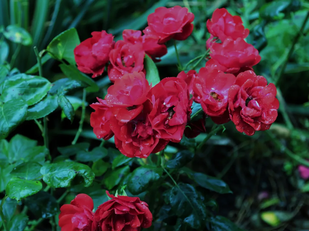 Rote Rosenblüten an einem Strauch.