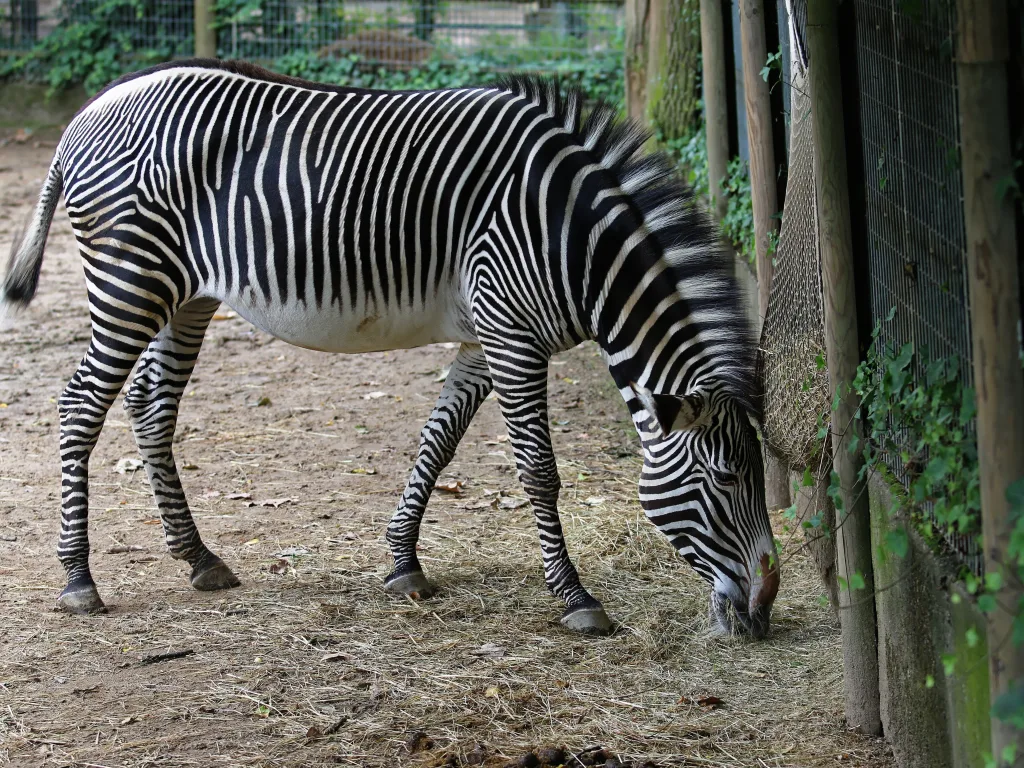 Grevyzebra grast am Boden des Geheges.