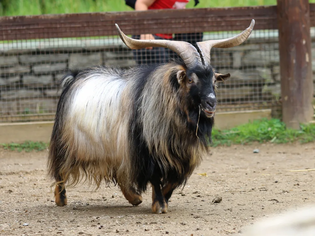 Langhaariger Ziegenbock mit großen Hörnern im Gehege.