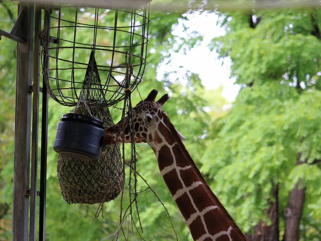 Giraffe frisst aus einem hängenden Heunetz.