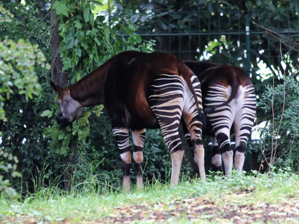 Zwei Okapis stehen mit dem Rücken zur Kamera im Gehege.