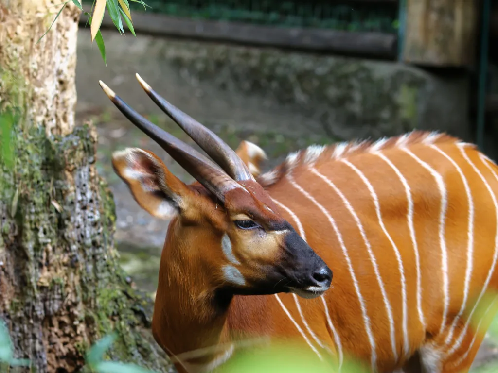 Bongo-Antilope im Profil vor dem Gehegebaum.