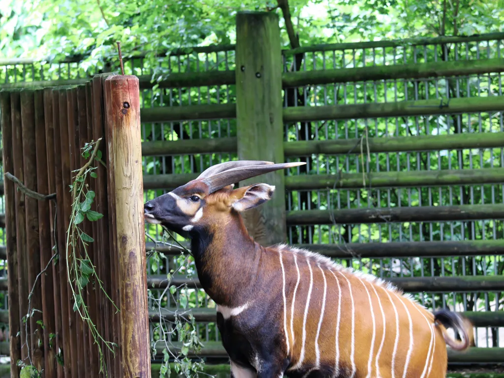 Bongo-Antilope reckt den Kopf nach Blättern am Zaun.