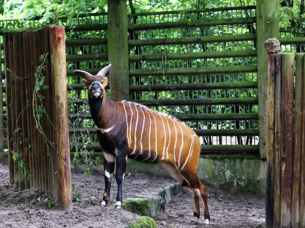 Bongo-Antilope steht seitlich vor dem Holzzaun.