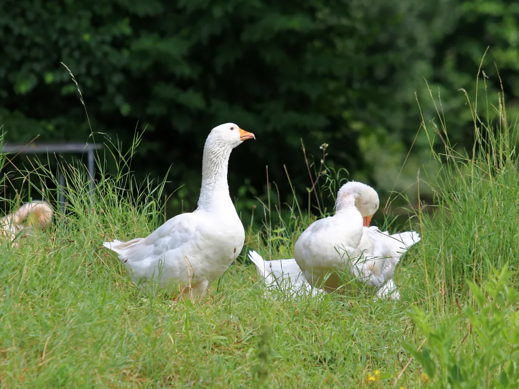 Hausgänse auf einer Wiese im Gehege.