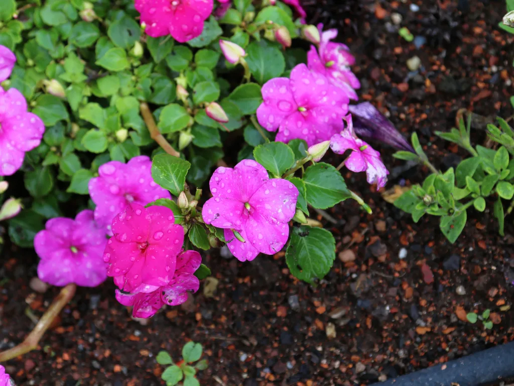 Pinke Blüten in einem Beet.
