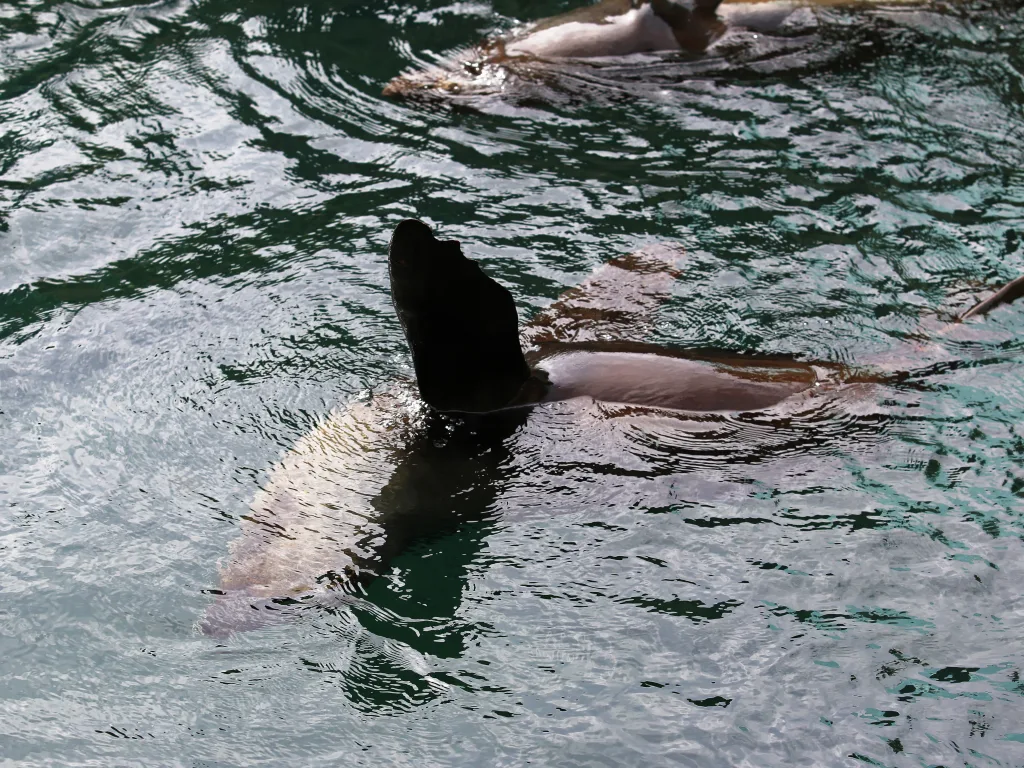 Seebär taucht mit der Flosse aus dem Wasser.