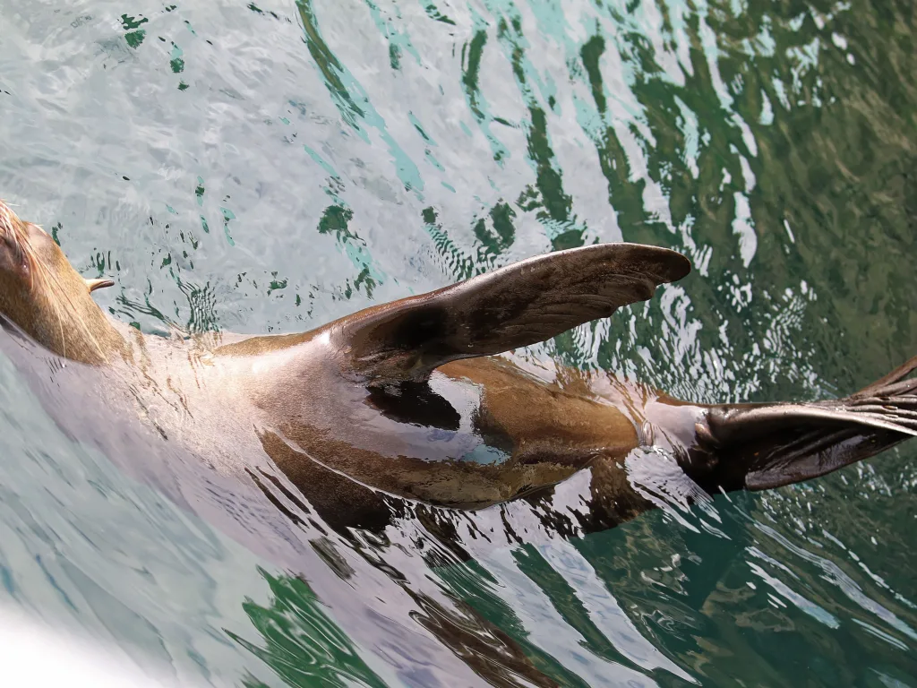 Seebär schwimmt mit ausgestreckter Flosse.