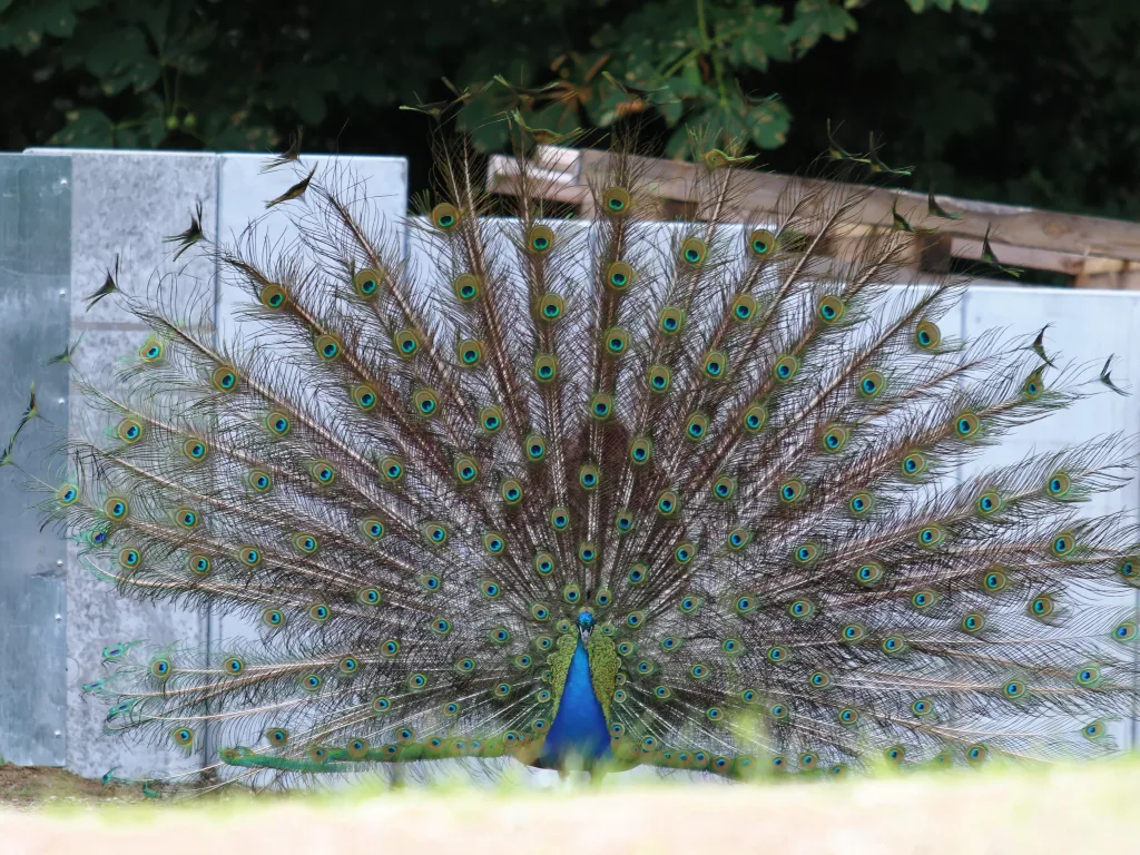 Weißer Pfau schlägt sein Rad.