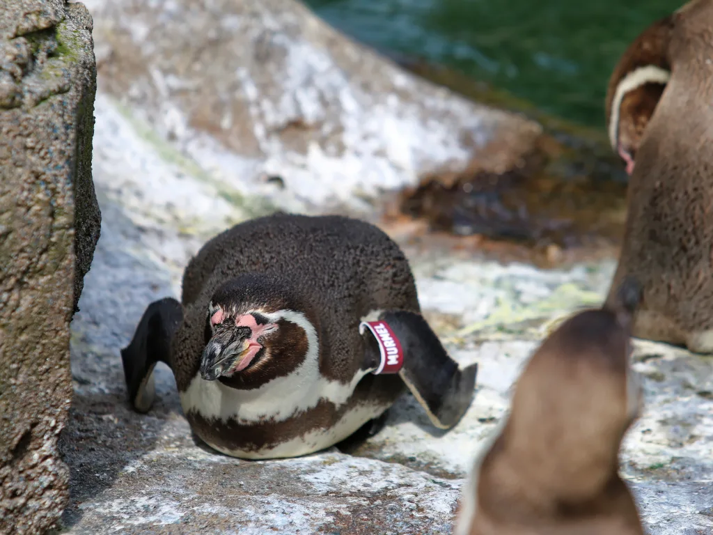 Pinguin putzt sein Gefieder auf dem Felsen.