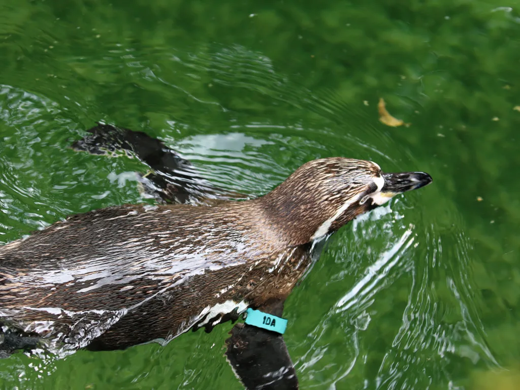 Pinguin schwimmt mit ausgebreiteten Flügeln unter Wasser.