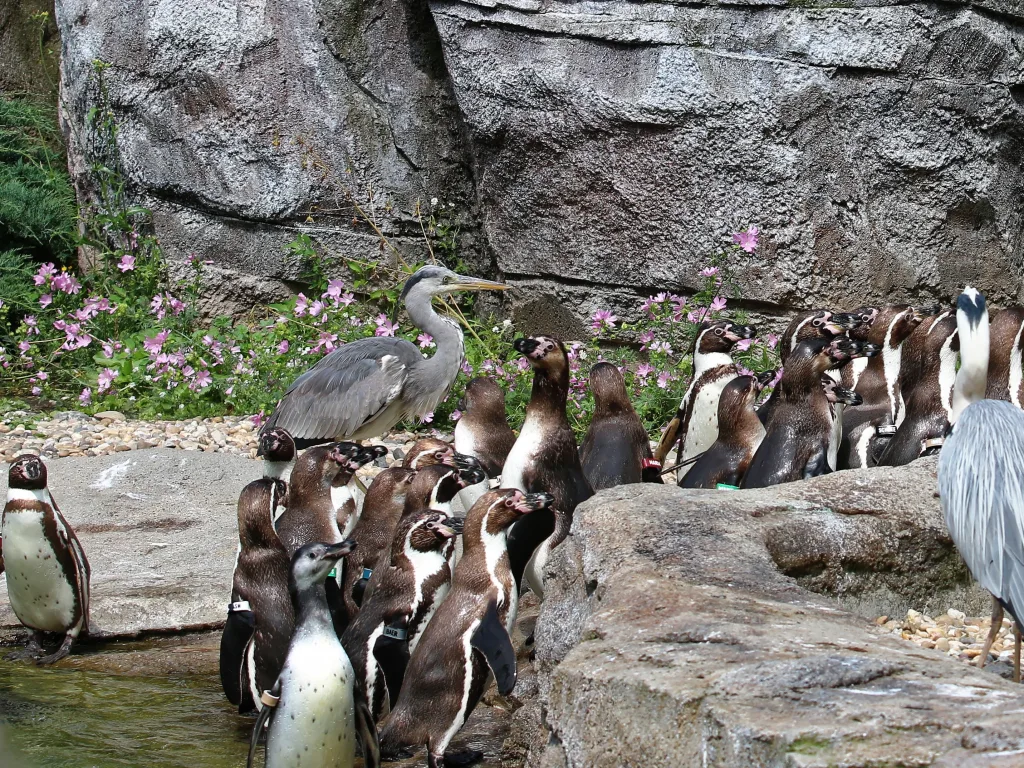 Pinguine und Graureiher am Ufer des Geheges.