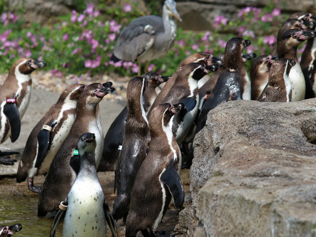 Pinguingruppe versammelt sich auf den Felsen.