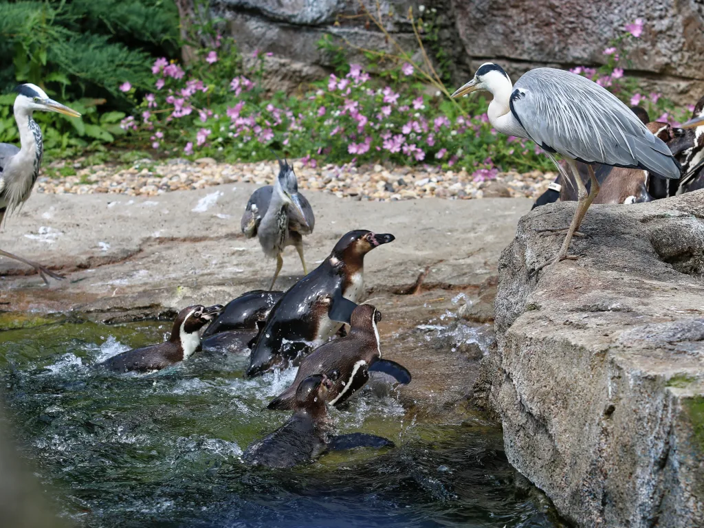 Pinguine steigen ins Wasser, dahinter ein Graureiher.