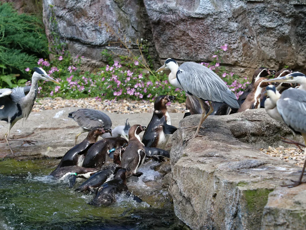 Graureiher und Pinguine teilen sich das Ufer.