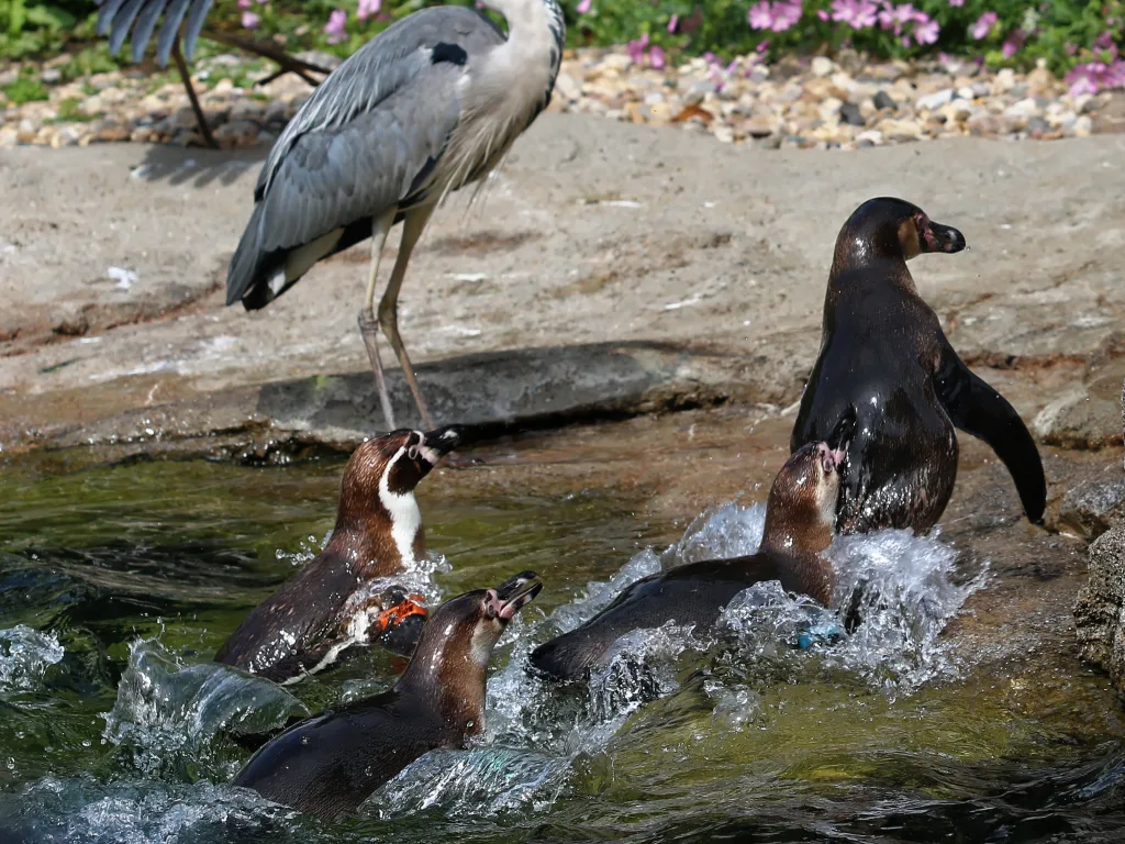 Graureiher steht neben Pinguinen am Wasser.