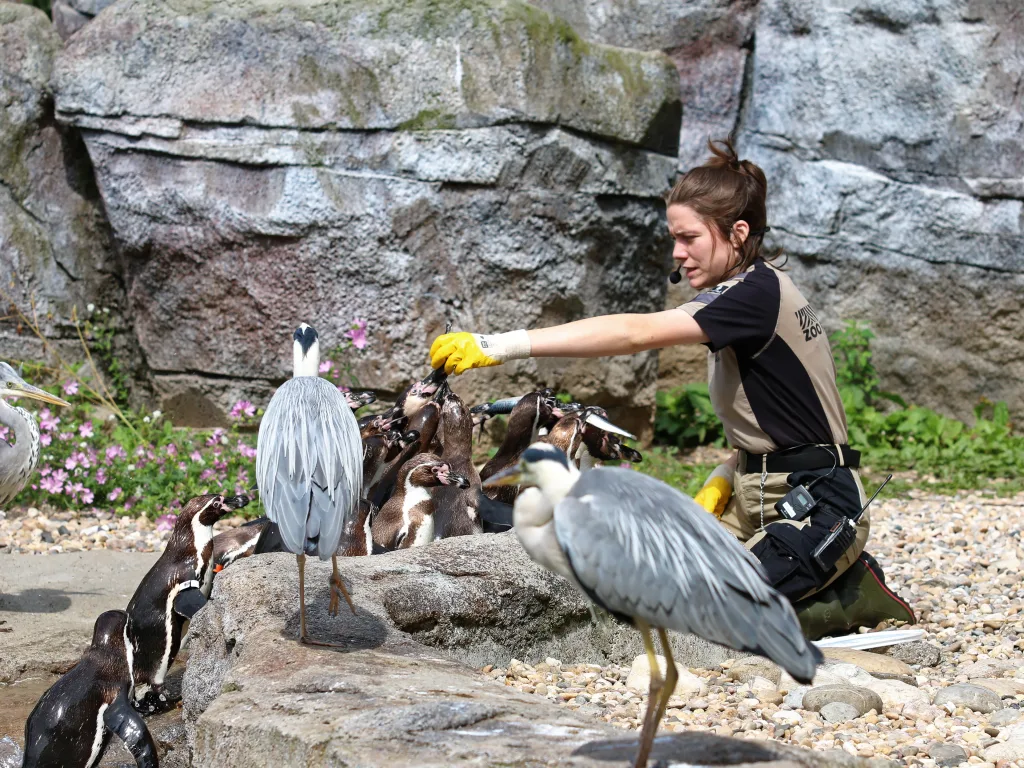 Pflegerin verteilt Futter an Reiher und Pinguine.
